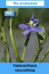 Heteranthera rotundifolia