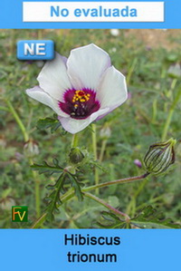Hibiscus trionum