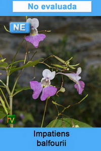 Impatiens balfourii
