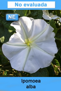 Ipomoea alba