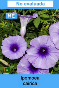 Ipomoea cairica