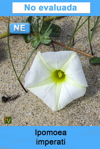 Ipomoea imperati