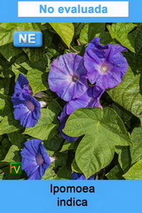 Ipomoea indica