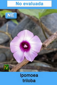 Ipomoea triloba