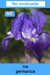 Iris germanica