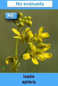 Isatis aptera