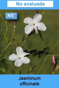 Jasminum officinale