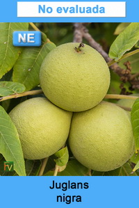 Juglans nigra