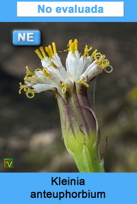 Kleinia anteuphorbium