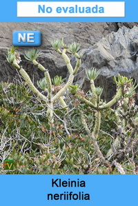 Kleinia neriifolia