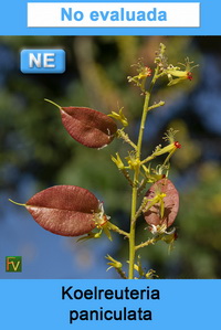 Koelreuteria paniculata