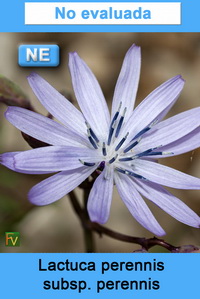 Lactuca perennis perennis