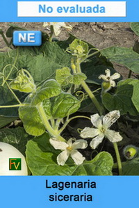 Lagenaria siceraria