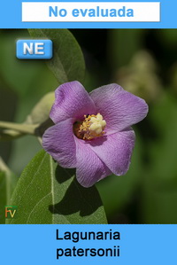 Lagunaria patersonii
