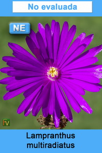 Lampranthus multiradiatus