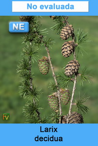 Larix decidua