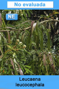 Leucaena leucocephala
