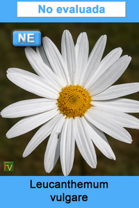 Leucanthemum vulgare