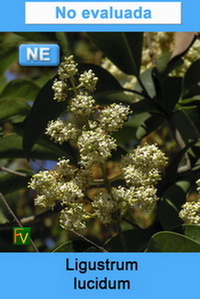 Ligustrum lucidum