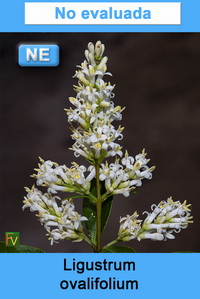 Ligustrum ovalifolium