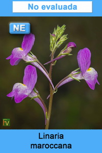 Linaria maroccana