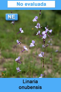 Linaria onubensis