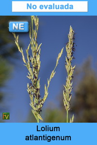 Lolium atlantigenum