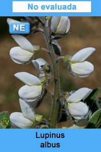 Lupinus albus