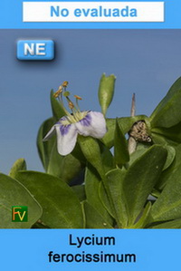 Lycium ferocissimum