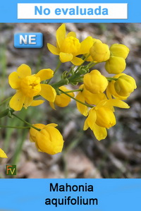 Mahonia aquifolium