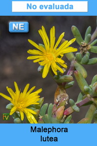 Malephora lutea