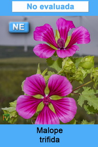 Malope trifida