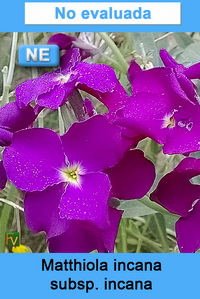 Matthiola incana incana