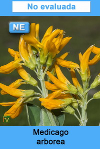 Medicago arborea