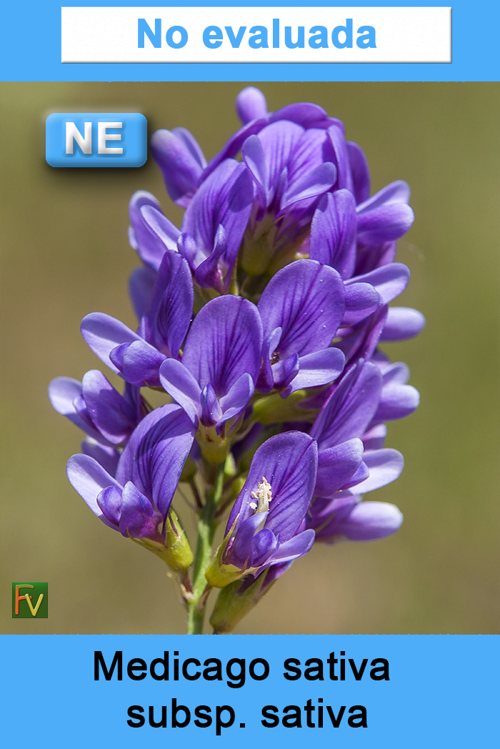 Medicago sativa sativa