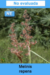 Melinis repens