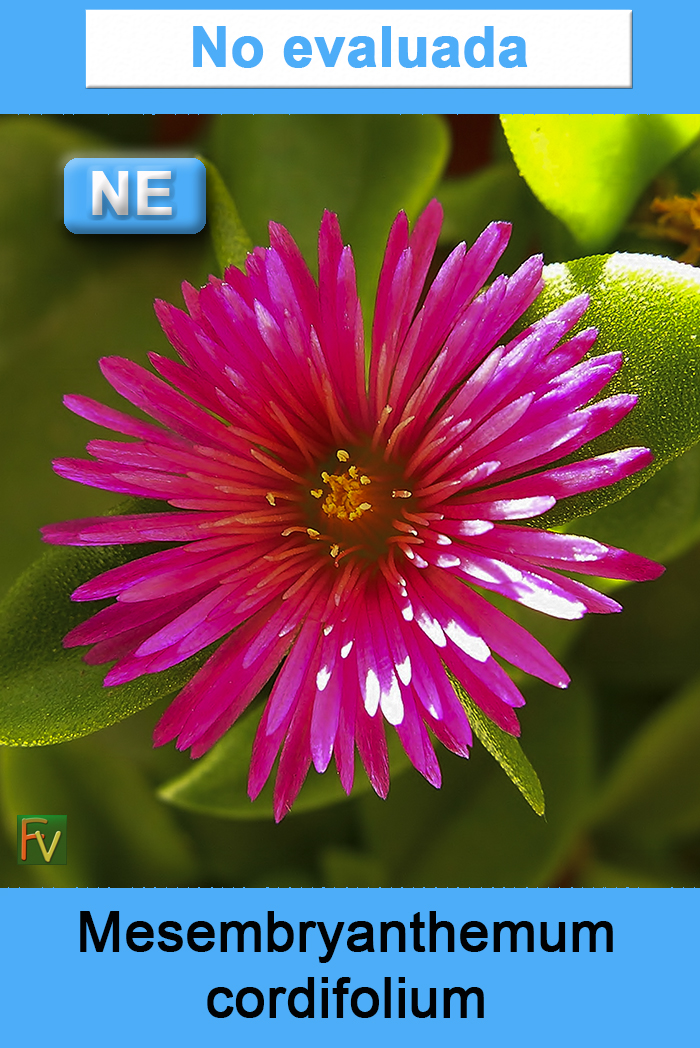Mesembryanthemum cordifolium