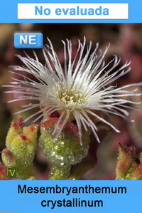 Mesembryanthemum crystallinum