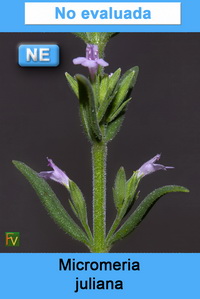 Micromeria juliana