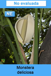 Monstera deliciosa