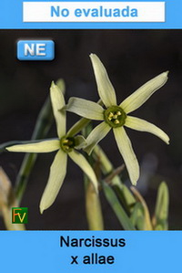 Narcissus x allae