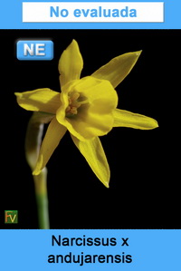 Narcissus x andujarensis