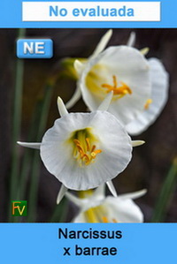 Narcissus x barrae