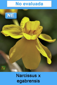 Narcissus x egabrensis