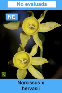 Narcissus x hervasii