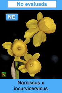 Narcissus x incurvicervicus