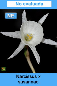 Narcissus x susannae