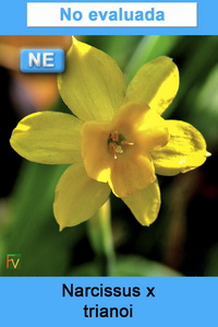Narcissus x trianoi