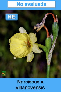 Narcissus x villanovensis