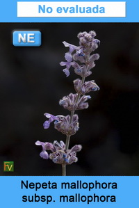 Nepeta mallophora mallophora